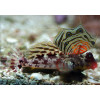 Scooter Blenny (Synchiropus Stellatus)