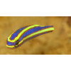 Small Toothed Whiptail (Pentapodus Nemurus)
