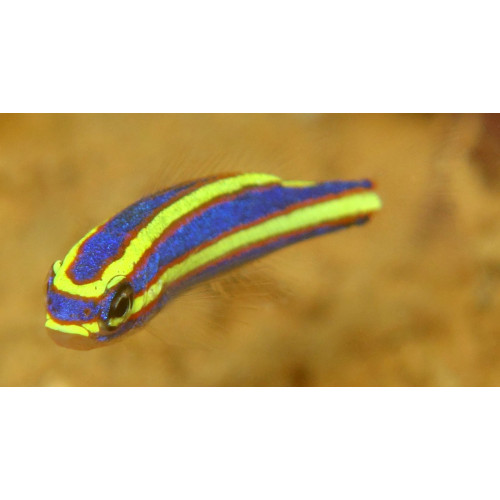 Small Toothed Whiptail (Pentapodus Nemurus)