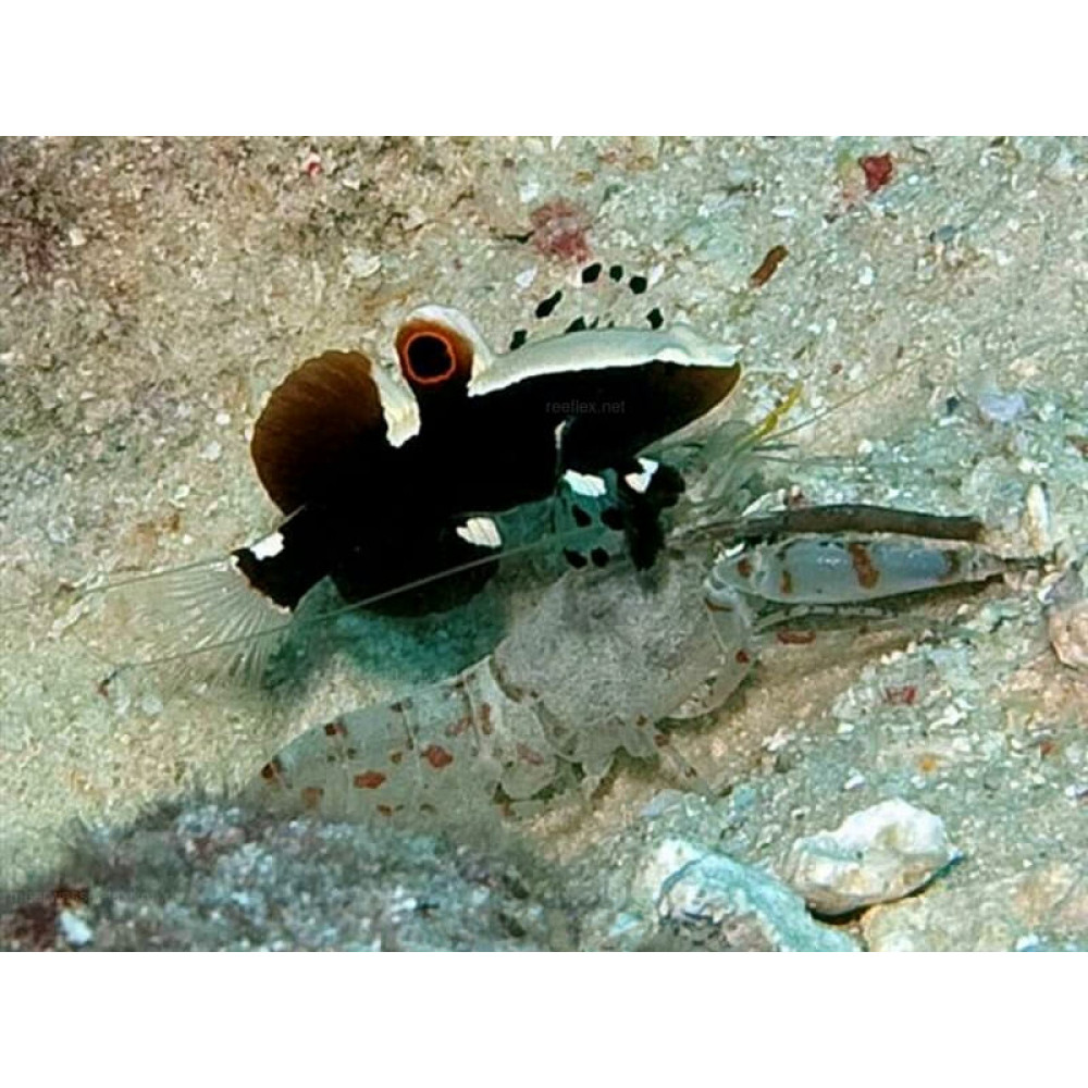White Cap Goby (Lotilia Graciliosa)