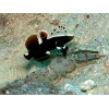 White Cap Goby (Lotilia Graciliosa)