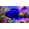 Yellowtail Damselfish (Chrysiptera Parasema)