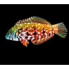 Mauritius Jewel Leopard Wrasse (Halichoeres Lapillus)