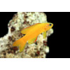Gold Assessor Basslet (Assessor flavissimus)