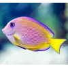 Blue Caribbean Tang (Acanthurus Coeruleus)