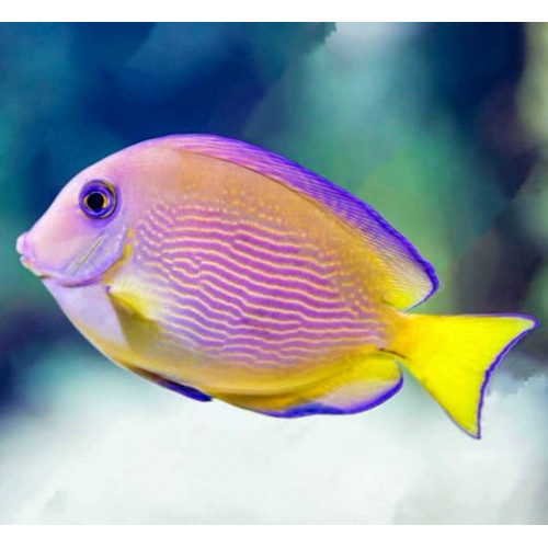 Blue Caribbean Tang (Acanthurus Coeruleus)