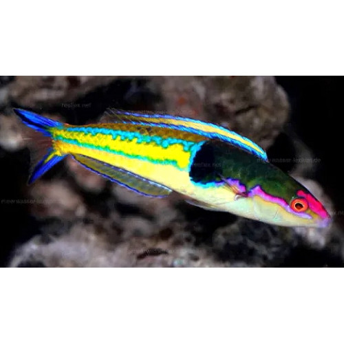 Royal Pencil Wrasse (Pseudojuloides severnsi)