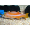 Swales Swissguard Basslet (Liopropoma Swalesi)