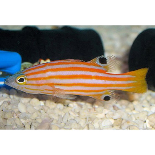 Swales Swissguard Basslet (Liopropoma Swalesi)