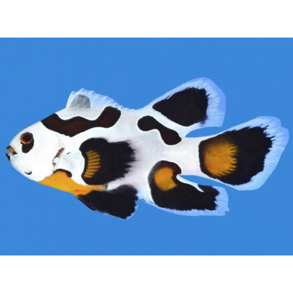 Longfin Mocha Storm Clownfish (Amphiprion Ocellaris)