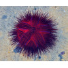 Longspine Urchin, Blue Spot (Astropyga radiata)