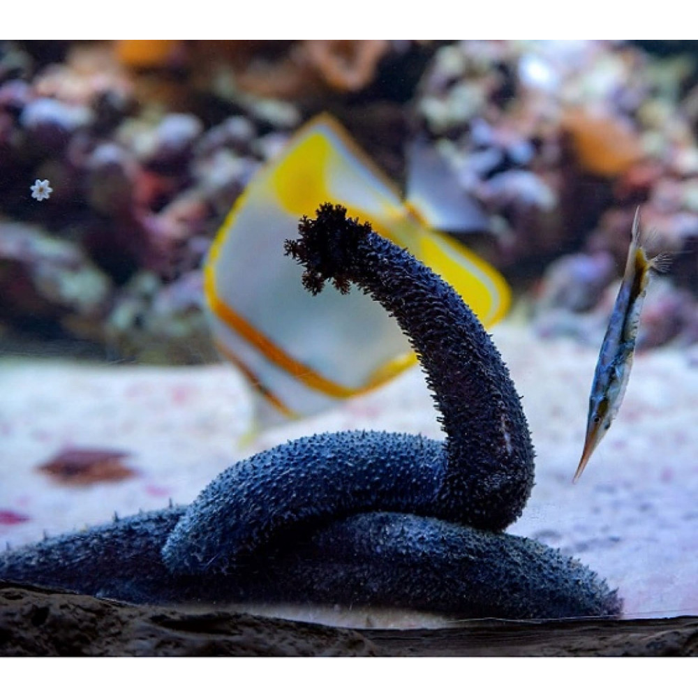 Black Sea Cucumber (Holothuria Atra)