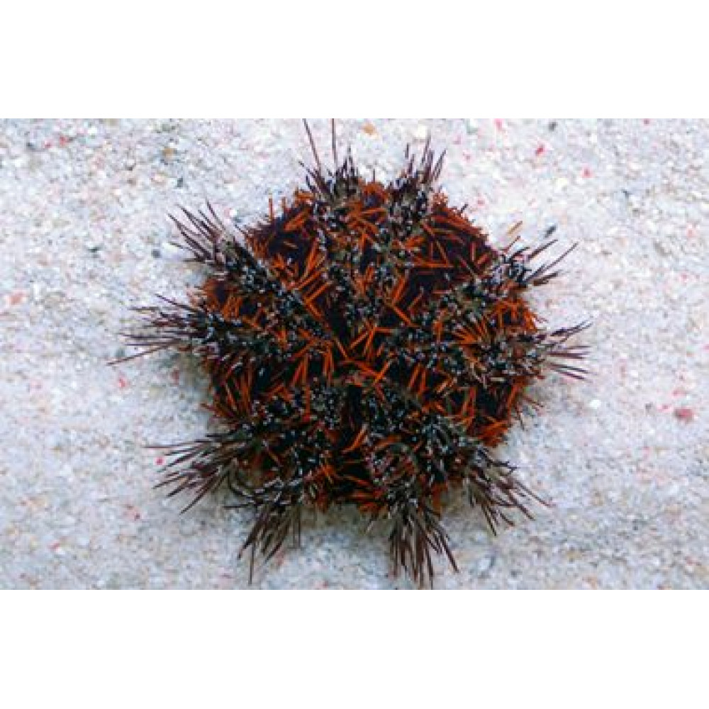 Halloween Pincushion Urchin (Tripneustes Gratilla) 