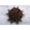 Halloween Pincushion Urchin (Tripneustes Gratilla)