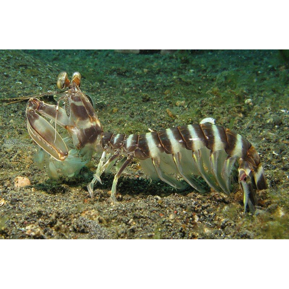 Mantis Shrimp Impaler (Lysiosquillina maculata)