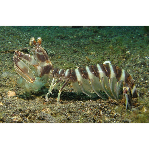 Mantis Shrimp Impaler (Lysiosquillina maculata)