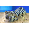 Mantis Shrimp Impaler (Lysiosquillina maculata)