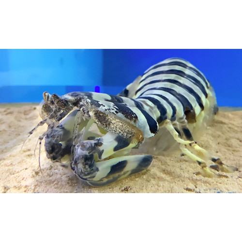 Mantis Shrimp Impaler (Lysiosquillina maculata)