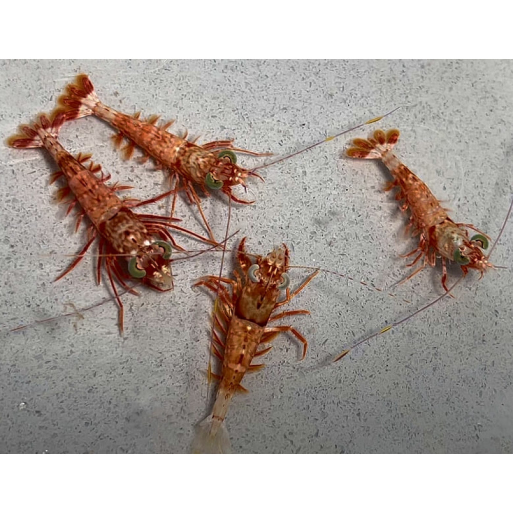 Big Eye Shrimp (Metapenaeopsis Lamellata)