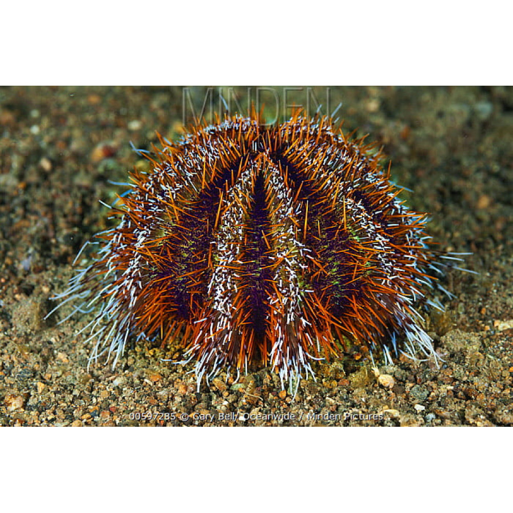 Hairy Pincushion Urchin (Tripneustes Gratilla) 