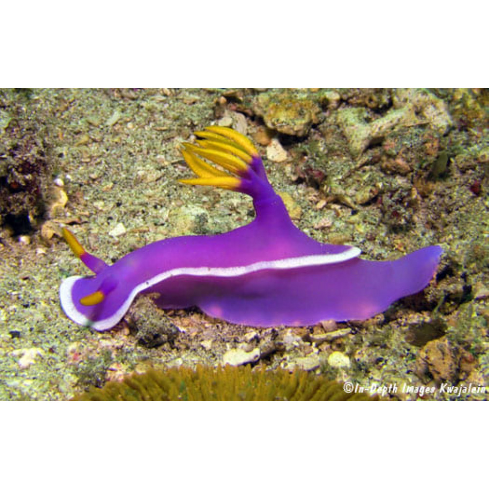 Purple Nudibranch (Hypselodoris Bullocki/apolegma)