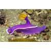 Purple Nudibranch (Hypselodoris Bullocki/apolegma)