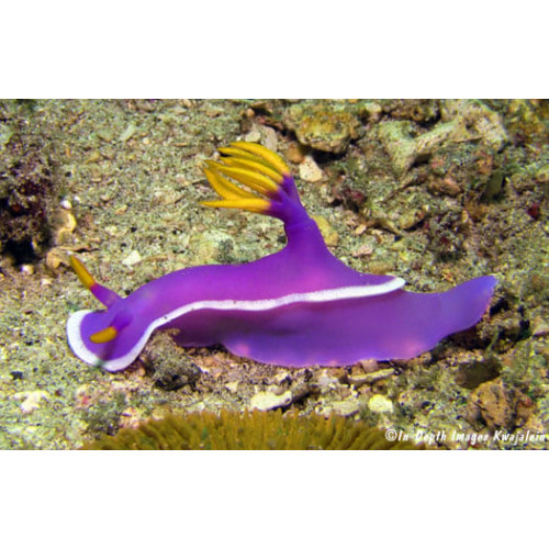 Purple Nudibranch (Hypselodoris Bullocki/apolegma)