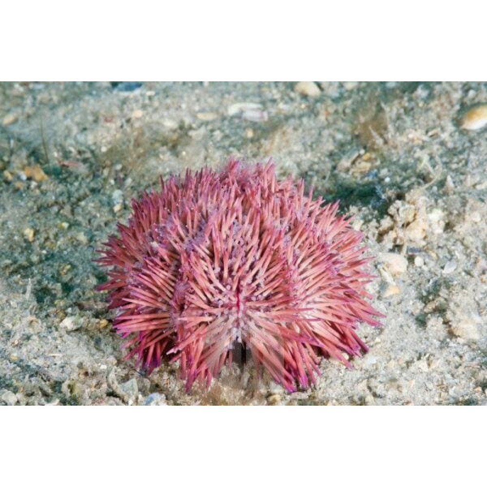 Pincushion Sea Urchin (Lytechinus Variegatus) 