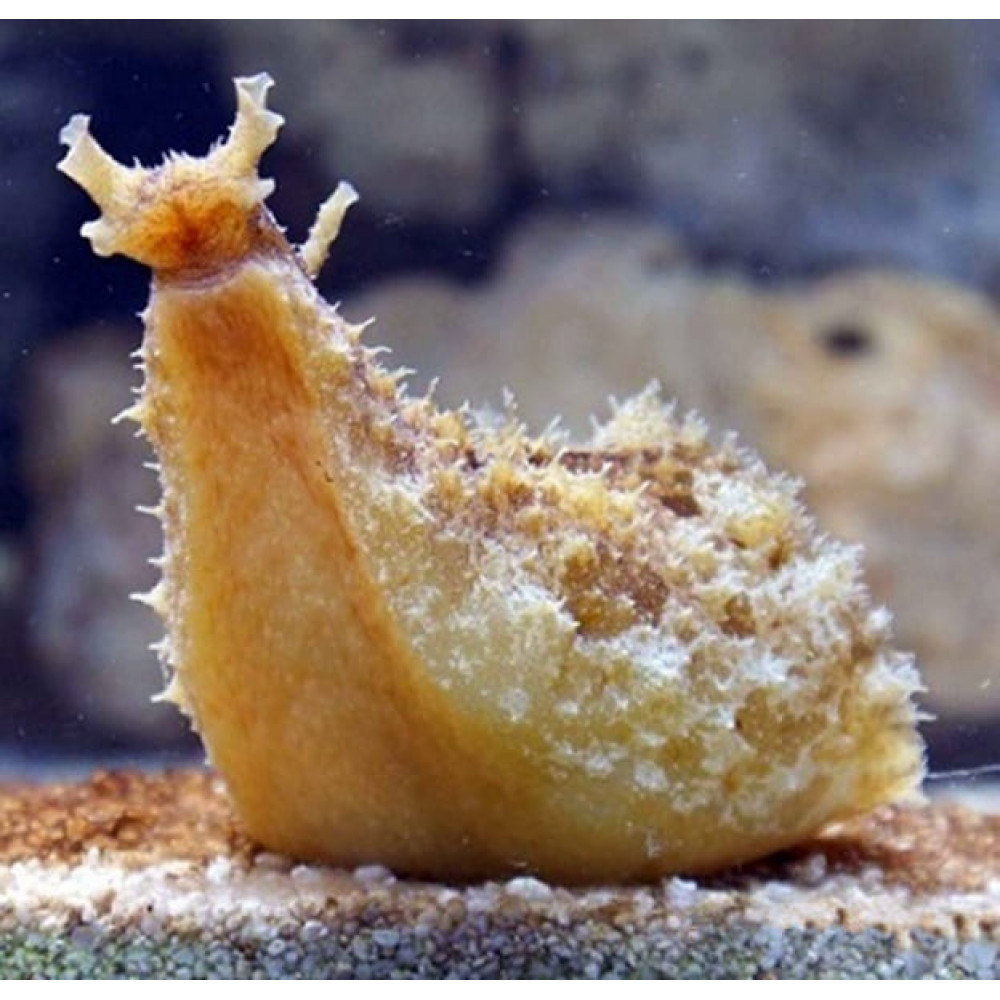 Dolabella Sea Hare (Dolabella Auricularia) 