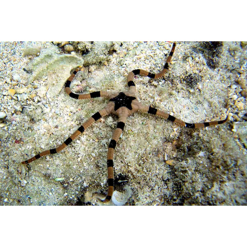 Serpent Sea Star (Ophiolepsis Superba) 