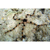Serpent Sea Star (Ophiolepsis Superba)