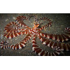 Wunderpus Octopus (Wunderpus photogenicus)