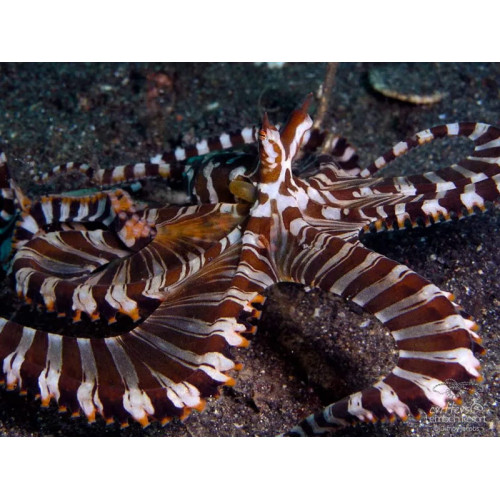 Wunderpus Octopus (Wunderpus photogenicus)