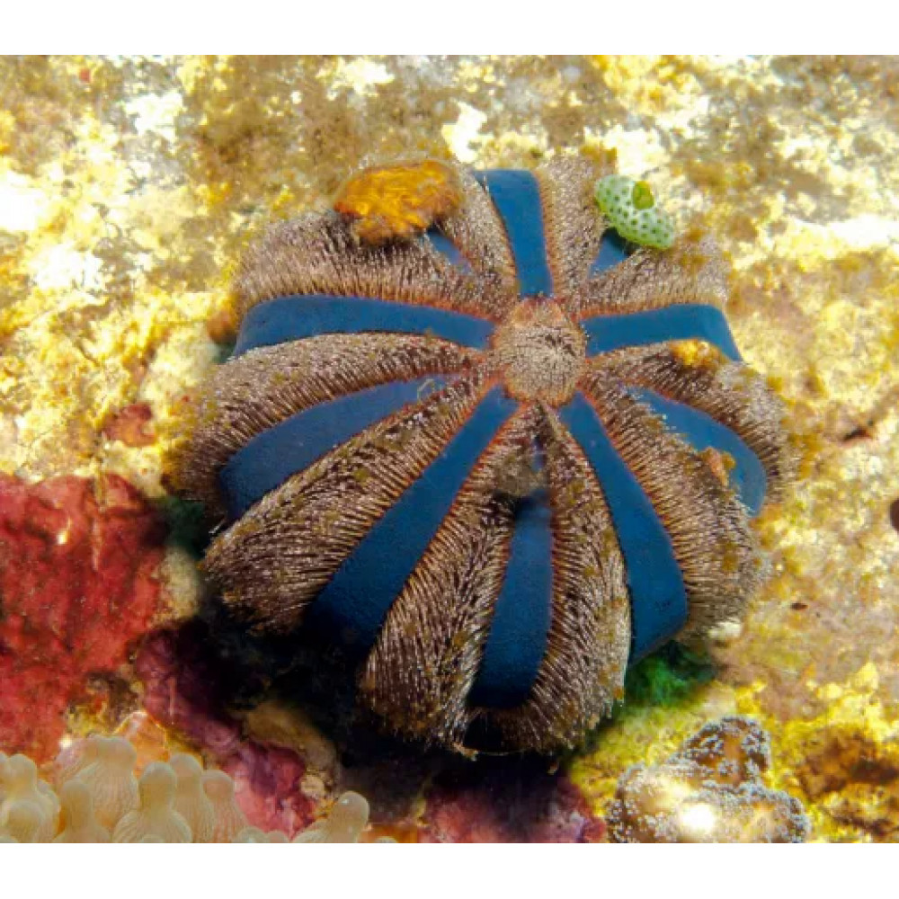 Tuxedo Urchin (Mespilia globulus)