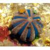 Tuxedo Urchin (Mespilia globulus)