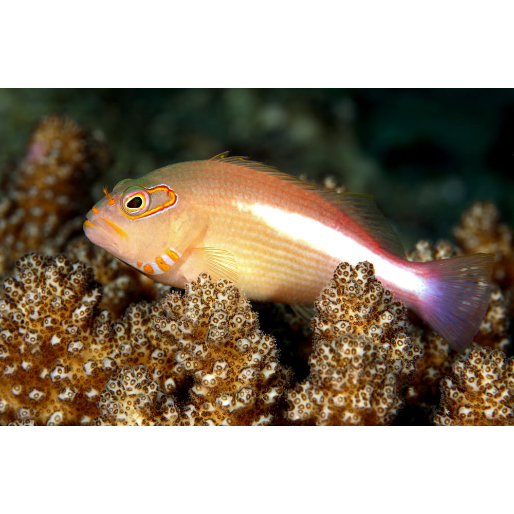 Arc Eye Hawkfish (Paracirrhites Arcatus)