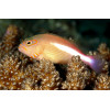 Arc Eye Hawkfish (Paracirrhites Arcatus)