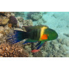 Broomtail Wrasse  (Cheilinus Lunulatus) Red Sea
