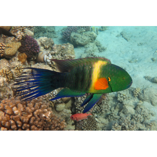 Broomtail Wrasse  (Cheilinus Lunulatus) Red Sea