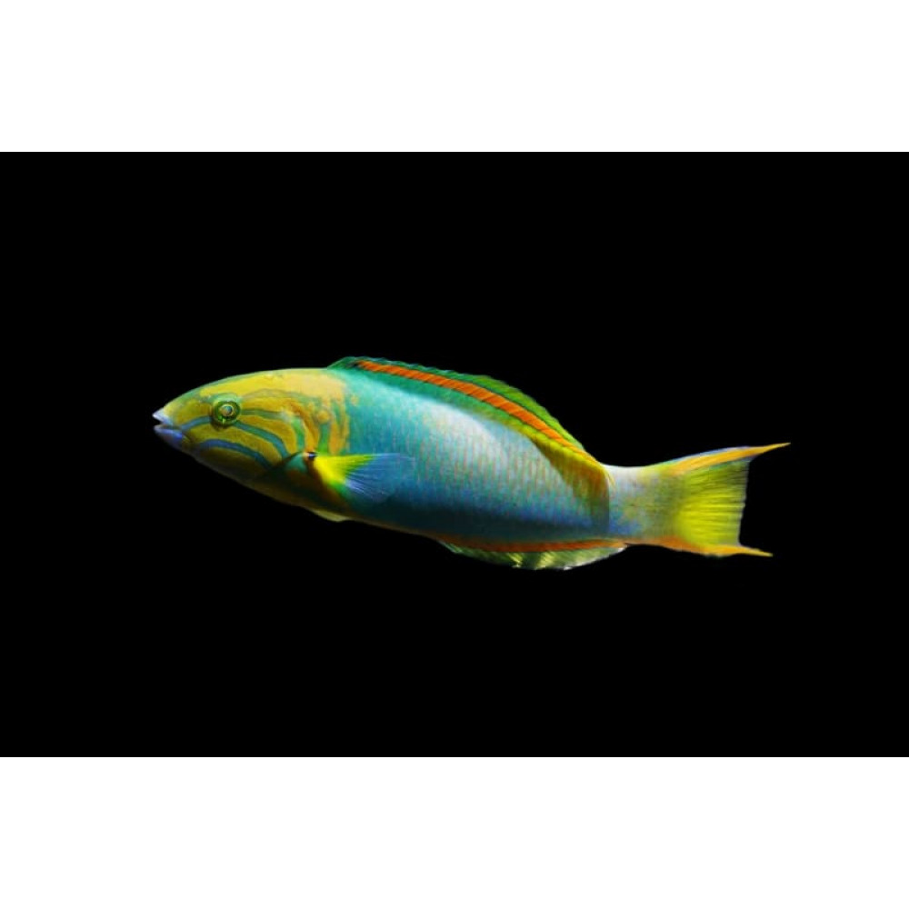 Banana Wrasse (Thalassoma Lutescens)