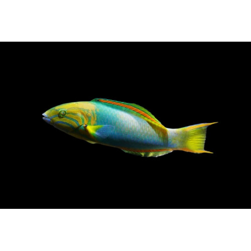 Banana Wrasse (Thalassoma Lutescens)