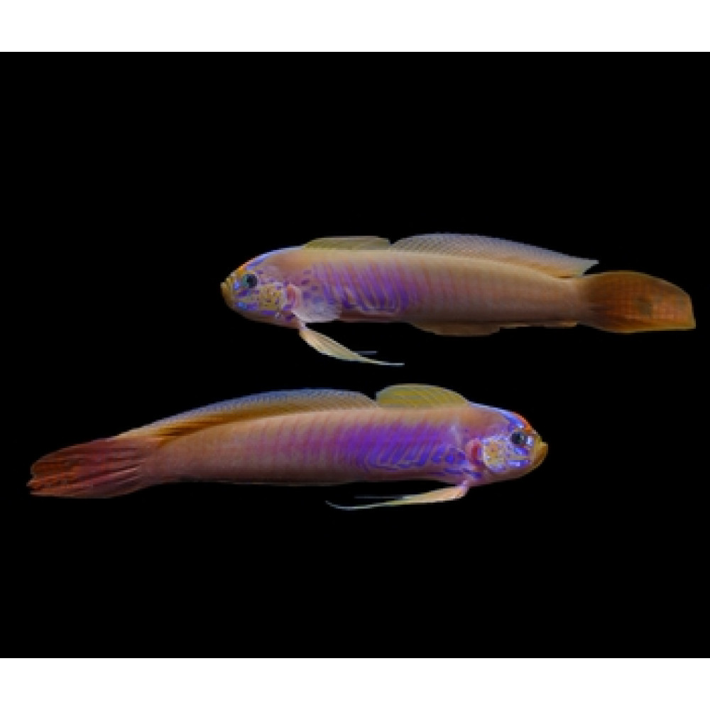Blue-Barred Ribbon Goby (Oxymetopon cyanoctenosum)
