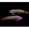 Blue-Barred Ribbon Goby (Oxymetopon cyanoctenosum)