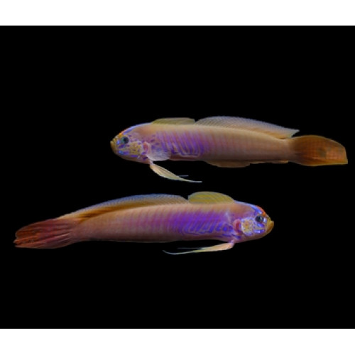 Blue-Barred Ribbon Goby (Oxymetopon cyanoctenosum)