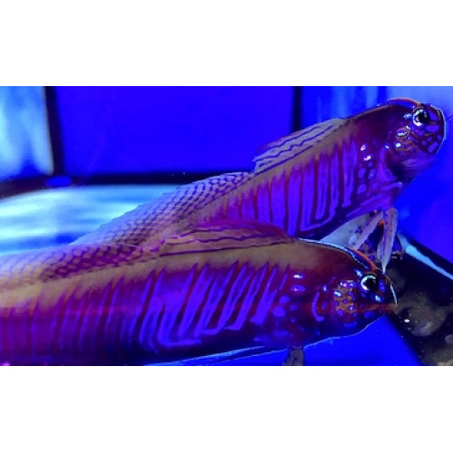 Blue-Barred Ribbon Goby (Oxymetopon cyanoctenosum)