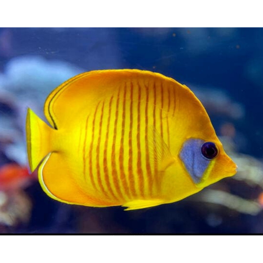 Golden Semilarvatus Butterflyfish (Chaetodon Semilarvatus)