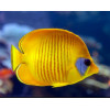 Golden Semilarvatus Butterflyfish (Chaetodon Semilarvatus)