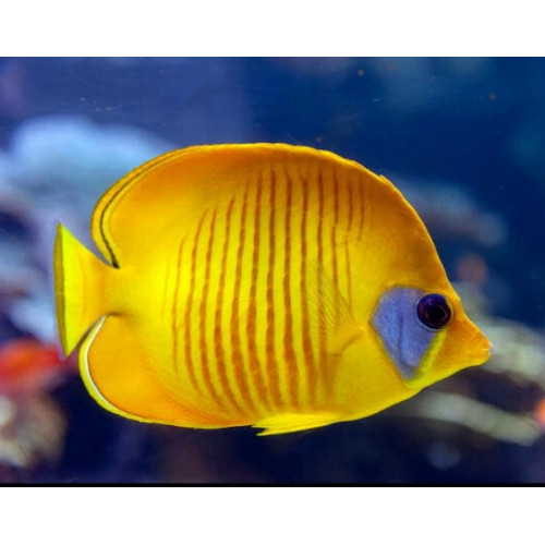 Golden Semilarvatus Butterflyfish (Chaetodon Semilarvatus)