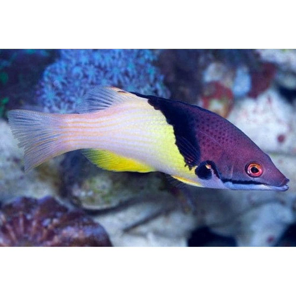 Coral Hogfish (Bodianus Mesothorax)