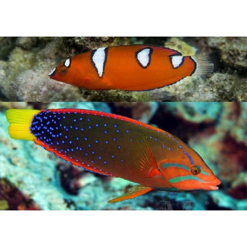 Red Coris Wrasse (Coris Gaimard)